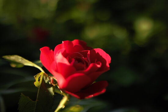 Roze